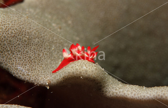 Seaslug