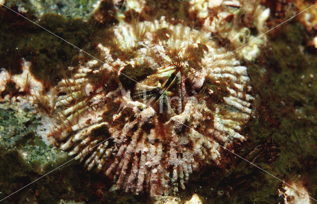 Barnacle (Tetraclita spec.)