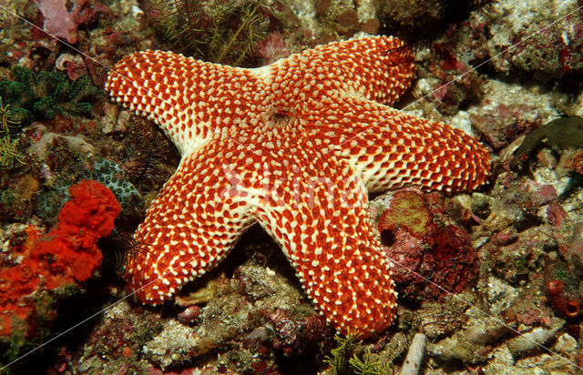 starfish (Asterias spec)