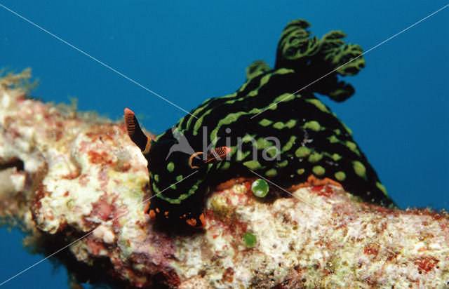 Sea slug (Nembrotha kubaryana)