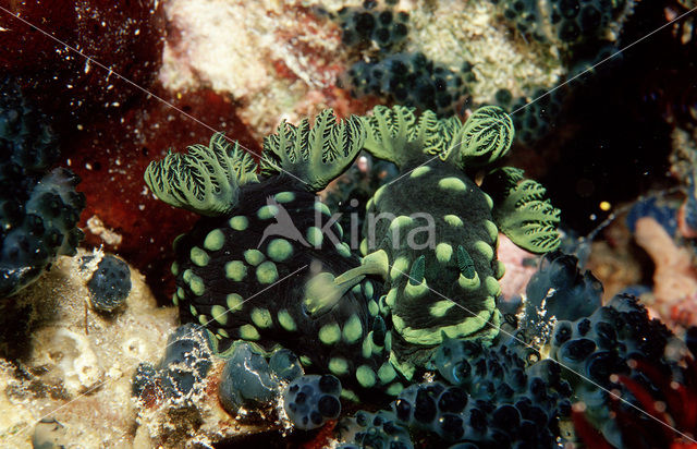 Sea slug (Nembrotha kubaryana)