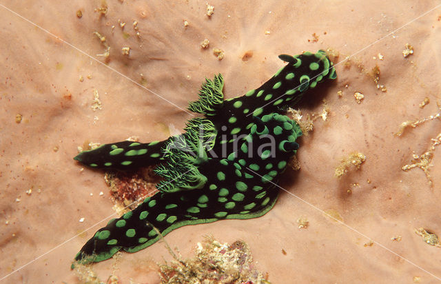 Sea slug (Nembrotha kubaryana)