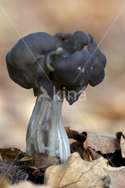 Zwarte kluifzwam (Helvella lacunosa)