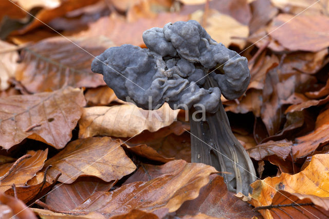 Elfin Saddle (Helvella lacunosa)