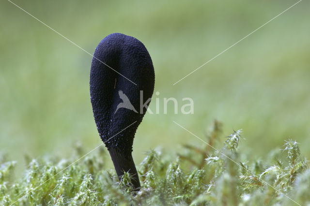 Zwarte truffelknotszwam (Cordyceps ophioglossoides)