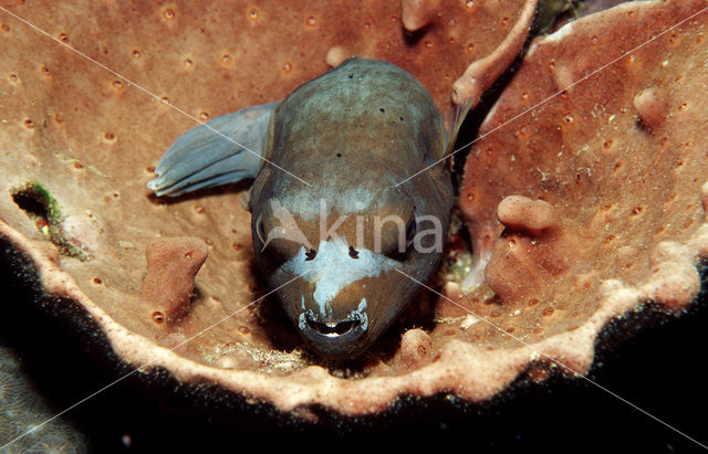 Zwartgevlekte Kogelvis (Arothron nigropunctatus)