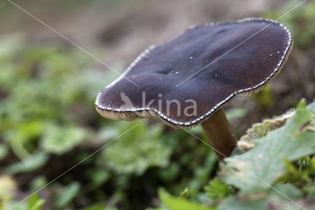 Zwartwitte veldridderzwam (Melanoleuca polioleuca)
