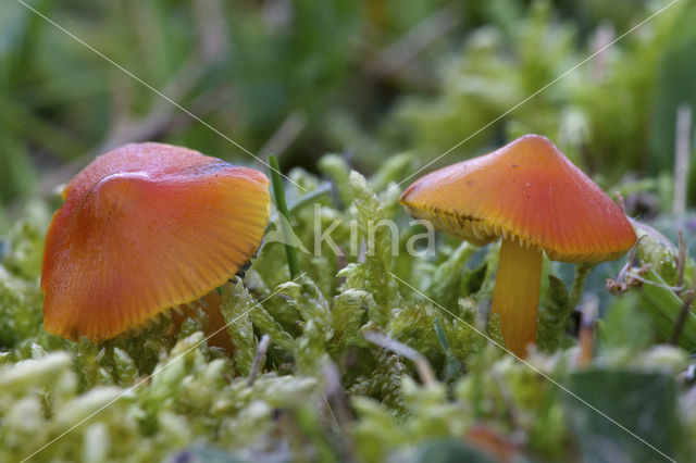 Blackening Waxcap (Hygrocybe conica)