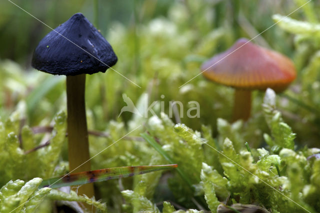 Zwartwordende wasplaat (Hygrocybe conica)