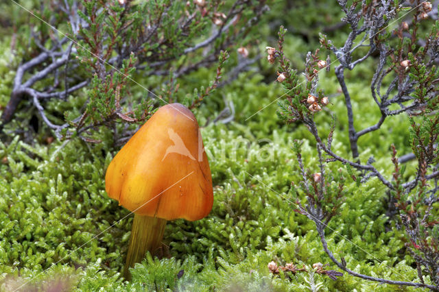 Zwartwordende wasplaat (Hygrocybe conica)