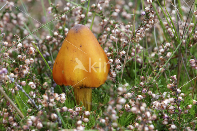 Zwartwordende wasplaat (Hygrocybe conica)