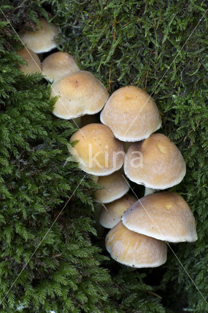 Zwavelzwam (Laetiporus sulphureus)