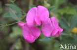 Tuberous Pea (Lathyrus tuberosus)