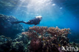 Acropora koraal (Acropora spec.)