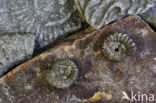 Ammonite (extinct)