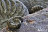 Ammonite (extinct)