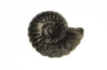 Ammonite (extinct)