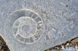 Ammonite (extinct)