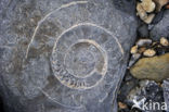 Ammonite (extinct)