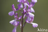 Anacamptis picta