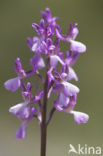 Anacamptis picta