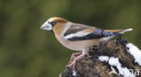 Hawfinch (Coccothraustes coccothraustes)