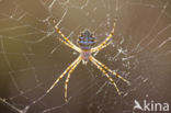 Argiope lobata