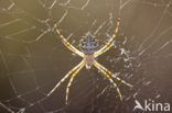 Argiope lobata