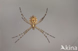 Argiope lobata