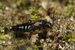 Atheta graminicola