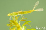 Azuurwaterjuffer (Coenagrion puella)