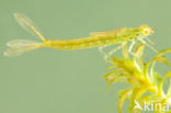 Azuurwaterjuffer (Coenagrion puella)