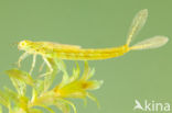 Azure Damselfly (Coenagrion puella)