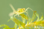 Azuurwaterjuffer (Coenagrion puella)