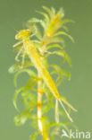 Azuurwaterjuffer (Coenagrion puella)