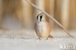 Bearded Reedling (Panurus biarmicus)