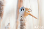 Bearded Reedling (Panurus biarmicus)