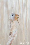 Bearded Reedling (Panurus biarmicus)