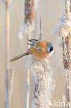 Bearded Reedling (Panurus biarmicus)