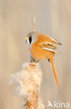 Bearded Reedling (Panurus biarmicus)