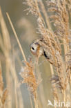 Bearded Reedling (Panurus biarmicus)