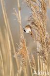 Bearded Reedling (Panurus biarmicus)