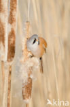 Bearded Reedling (Panurus biarmicus)