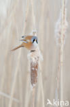 Bearded Reedling (Panurus biarmicus)