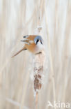 Bearded Reedling (Panurus biarmicus)