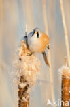 Bearded Reedling (Panurus biarmicus)