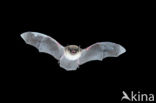 Whiskered Bat (Myotis mystacinus)