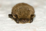 Baardvleermuis (Myotis mystacinus) 