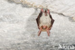 Bechstein s Bat (Myotis bechsteinii) 