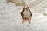 Bechstein s Bat (Myotis bechsteinii) 